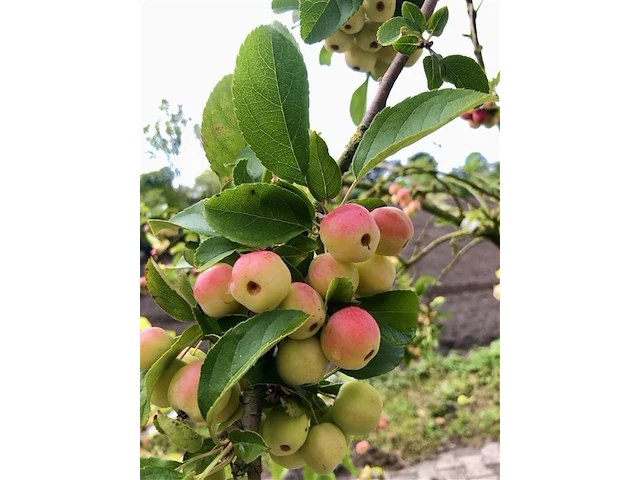 2x sierappel, malus 'red sentinel', bloesemboom, rode sierappeltjes, ca. 2 m hoog - afbeelding 3 van  3