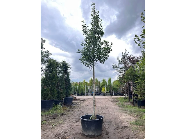 2x sierpeer, pyrus 'chanticleer', bloesemboom, witte bloesem, ca. 4-5 m hoog - afbeelding 1 van  3