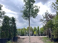 2x sierpeer, pyrus 'chanticleer', bloesemboom, witte bloesem, ca. 4-5 m hoog - afbeelding 1 van  3