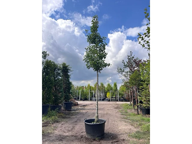 2x sierpeer, pyrus 'chanticleer', bloesemboom, witte bloesem, ca. 4-5 m hoog - afbeelding 2 van  3