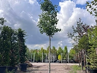 2x sierpeer, pyrus 'chanticleer', bloesemboom, witte bloesem, ca. 4-5 m hoog - afbeelding 2 van  3