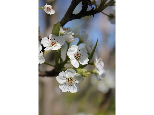 2x sierpeer, pyrus 'chanticleer', bloesemboom, witte bloesem, ca. 4-5 m hoog - afbeelding 3 van  3