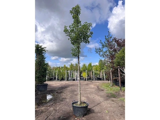 2x sierpeer, pyrus 'chanticleer', bloesemboom, witte bloesem, ca. 4-5 m hoog - afbeelding 1 van  3