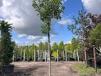 2x sierpeer, pyrus 'chanticleer', bloesemboom, witte bloesem, ca. 4-5 m hoog