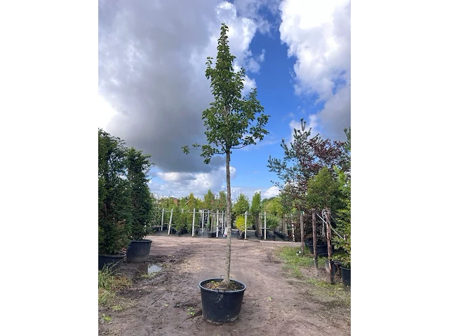 2x sierpeer, pyrus 'chanticleer', bloesemboom, witte bloesem, ca. 4-5 m hoog - afbeelding 2 van  3