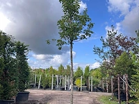 2x sierpeer, pyrus 'chanticleer', bloesemboom, witte bloesem, ca. 4-5 m hoog - afbeelding 2 van  3