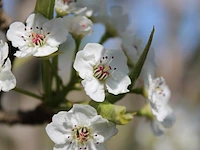 2x sierpeer, pyrus 'chanticleer', bloesemboom, witte bloesem, ca. 4-5 m hoog - afbeelding 3 van  3