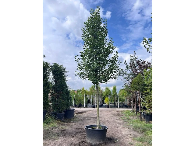 2x sierpeer, pyrus 'chanticleer', bloesemboom, witte bloesem, ca. 5 m hoog - afbeelding 1 van  3