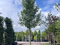 2x sierpeer, pyrus 'chanticleer', bloesemboom, witte bloesem, ca. 5 m hoog