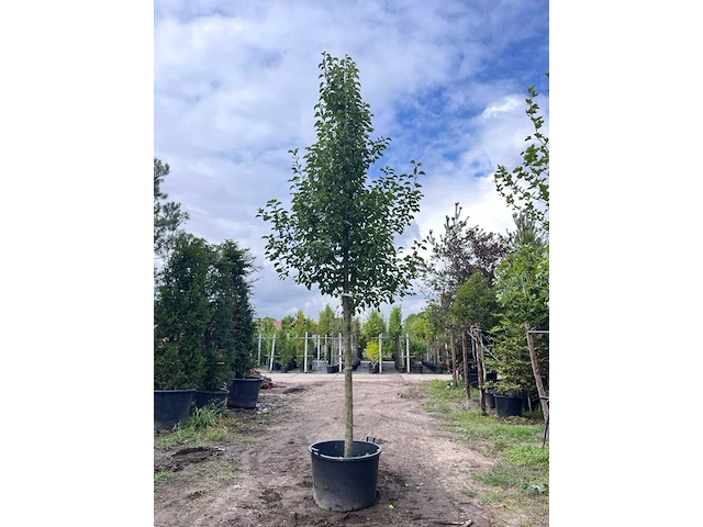 2x sierpeer, pyrus 'chanticleer', bloesemboom, witte bloesem, ca. 5 m hoog - afbeelding 2 van  3