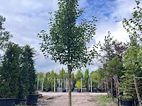 2x sierpeer, pyrus 'chanticleer', bloesemboom, witte bloesem, ca. 5 m hoog - afbeelding 2 van  3