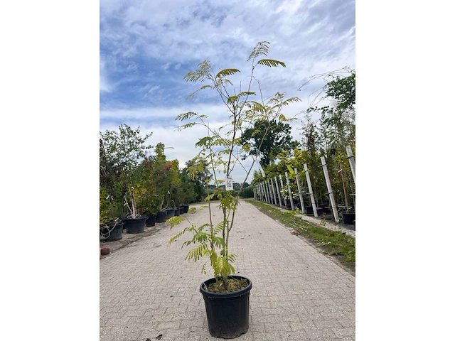 2x sierstruik, albizia julibrissin, cornus mas, sierheester, bloei/herfstverkleuring, ca. 125-150 cm hoog - afbeelding 1 van  3