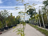 2x sierstruik, albizia julibrissin, cornus mas, sierheester, bloei/herfstverkleuring, ca. 125-150 cm hoog