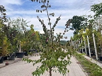 2x sierstruik, albizia julibrissin, cornus mas, sierheester, bloei/herfstverkleuring, ca. 125-150 cm hoog - afbeelding 2 van  3