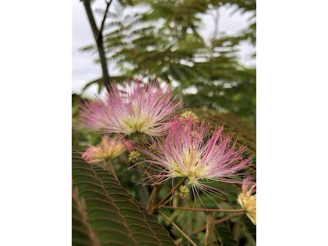 2x sierstruik, albizia julibrissin, cornus mas, sierheester, bloei/herfstverkleuring, ca. 125-150 cm hoog - afbeelding 3 van  3