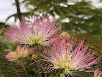 2x sierstruik, albizia julibrissin, cornus mas, sierheester, bloei/herfstverkleuring, ca. 125-150 cm hoog - afbeelding 3 van  3