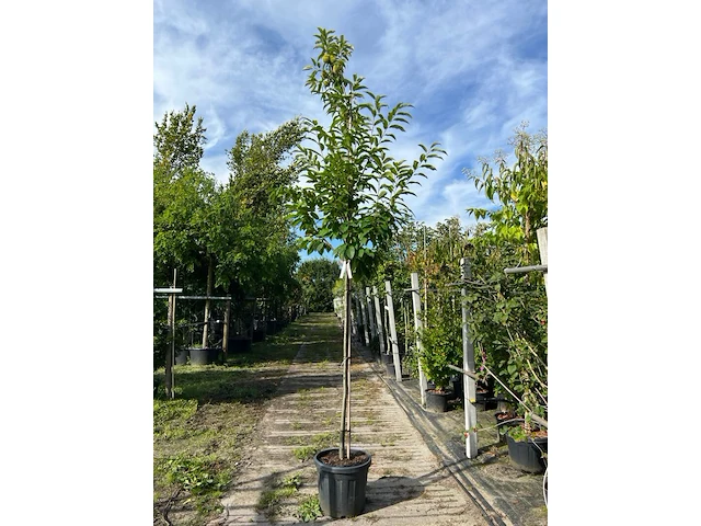 2x tamme kastanje, castanea sativa, vruchtboom, vruchtdragend, ca. 3-3.5 m hoog - afbeelding 1 van  2
