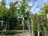 2x tamme kastanje, castanea sativa, vruchtboom, vruchtdragend, ca. 3-3.5 m hoog