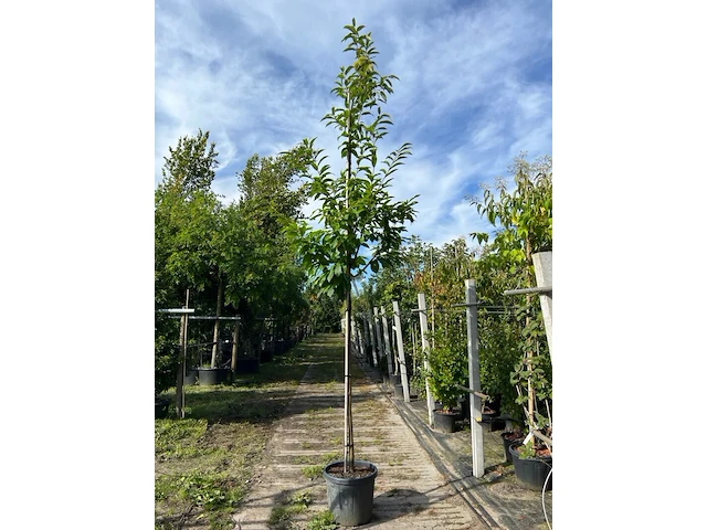 2x tamme kastanje, castanea sativa, vruchtboom, vruchtdragend, ca. 3-3.5 m hoog - afbeelding 2 van  2