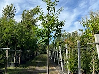 2x tamme kastanje, castanea sativa, vruchtboom, vruchtdragend, ca. 3-3.5 m hoog - afbeelding 2 van  2