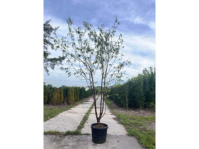 2x tibetkers, prunus serrula, meerstammig, roodbruine stam, ca. 250-300 cm hoog - afbeelding 1 van  3
