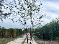 2x tibetkers, prunus serrula, meerstammig, roodbruine stam, ca. 250-300 cm hoog