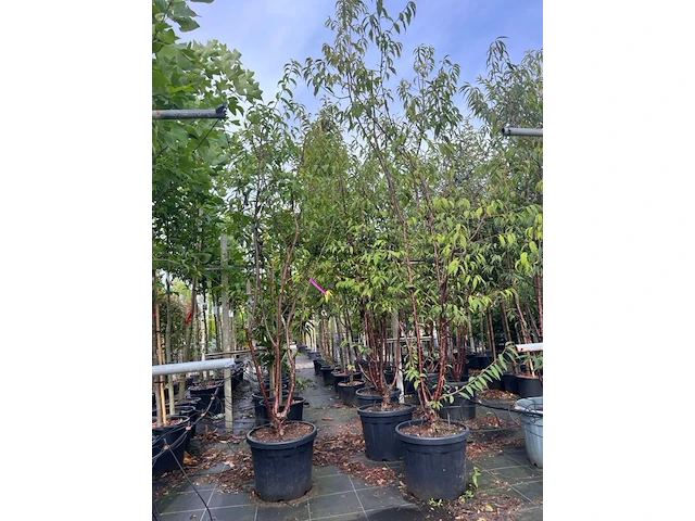 2x tibetkers, prunus serrula, meerstammig, roodbruine stam, ca. 250-300 cm hoog - afbeelding 2 van  3