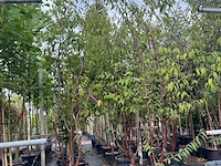 2x tibetkers, prunus serrula, meerstammig, roodbruine stam, ca. 250-300 cm hoog - afbeelding 2 van  3