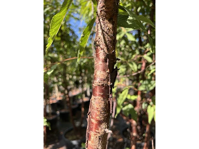 2x tibetkers, prunus serrula, meerstammig, roodbruine stam, ca. 250-300 cm hoog - afbeelding 3 van  3