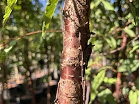 2x tibetkers, prunus serrula, meerstammig, roodbruine stam, ca. 250-300 cm hoog - afbeelding 3 van  3