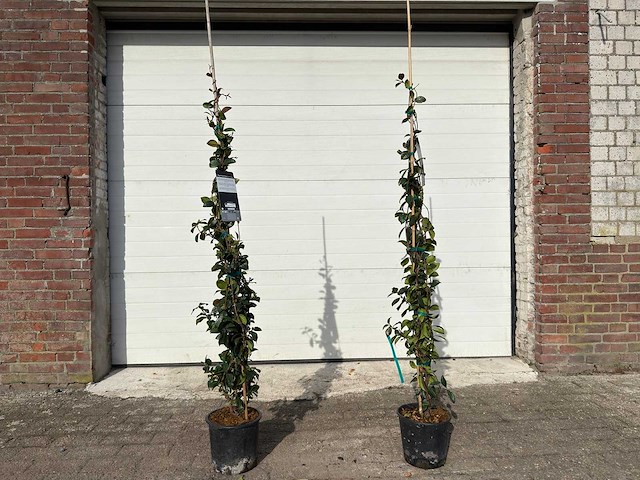 2x toscaanse jasmijn m - trachelospermum jasminoides - hoogte ca. 150 cm - afbeelding 1 van  5