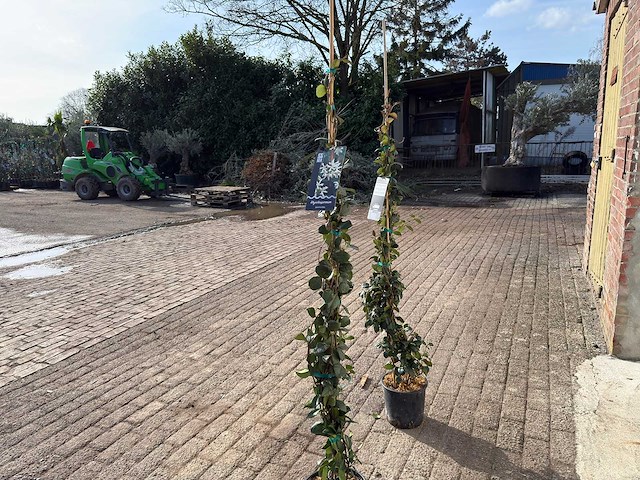 2x toscaanse jasmijn m - trachelospermum jasminoides - hoogte ca. 150 cm - afbeelding 5 van  5