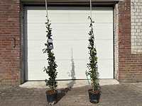 2x toscaanse jasmijn m - trachelospermum jasminoides - hoogte ca. 150 cm - afbeelding 1 van  5