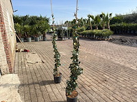 2x toscaanse jasmijn m - trachelospermum jasminoides - hoogte ca. 150 cm - afbeelding 4 van  5