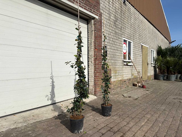 2x toscaanse jasmijn m - trachelospermum jasminoides - hoogte ca. 150 cm - afbeelding 3 van  5