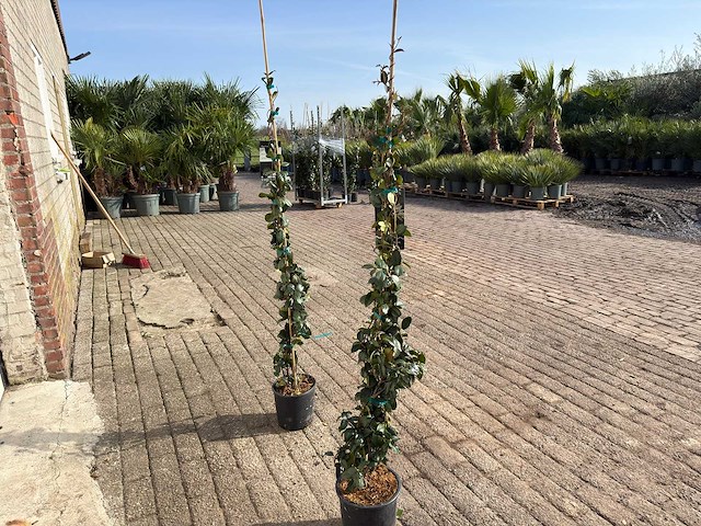 2x toscaanse jasmijn m - trachelospermum jasminoides - hoogte ca. 150 cm - afbeelding 4 van  5