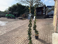 2x toscaanse jasmijn xl - trachelospermum jasminoides - hoogte ca. 160 cm - afbeelding 4 van  5