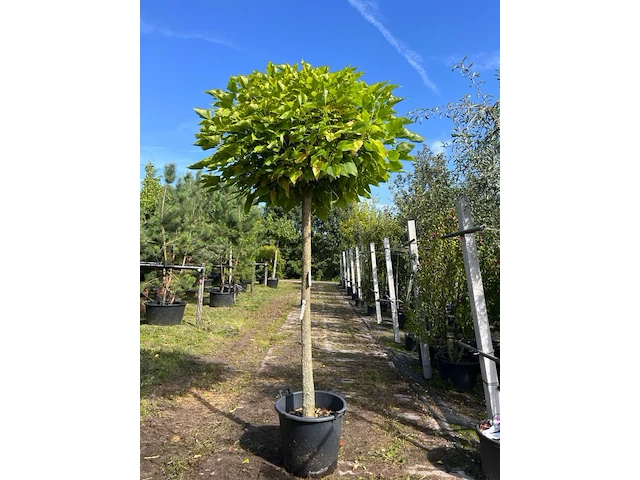 2x trompetboom, catalpa 'nana', bolboom, ca. 180 cm stamhoogte - afbeelding 1 van  2