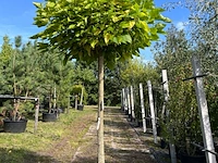 2x trompetboom, catalpa 'nana', bolboom, ca. 180 cm stamhoogte