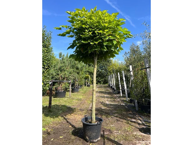 2x trompetboom, catalpa 'nana', bolboom, ca. 180 cm stamhoogte - afbeelding 2 van  2