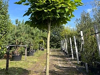 2x trompetboom, catalpa 'nana', bolboom, ca. 180 cm stamhoogte - afbeelding 2 van  2