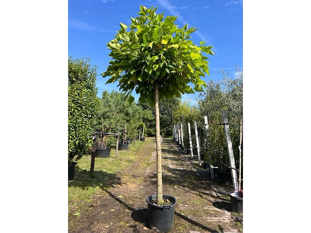 2x trompetboom, catalpa 'nana', bolboom, ca. 200 cm stamhoogte - afbeelding 1 van  2