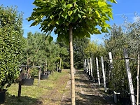 2x trompetboom, catalpa 'nana', bolboom, ca. 200 cm stamhoogte
