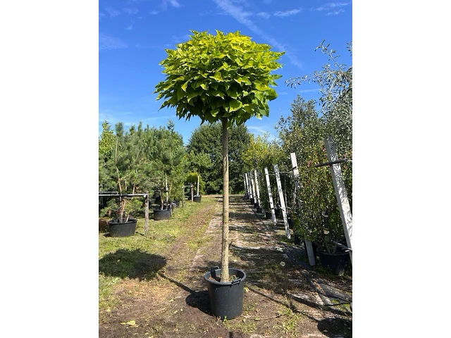 2x trompetboom, catalpa 'nana', bolboom, ca. 200 cm stamhoogte - afbeelding 2 van  2