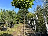 2x trompetboom, catalpa 'nana', bolboom, ca. 200 cm stamhoogte - afbeelding 2 van  2