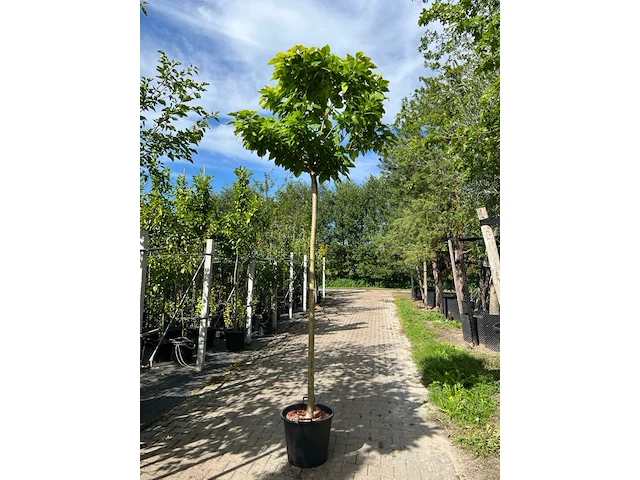 2x trompetboom, catalpa 'nana', bolboom, ca. 210 cm stamhoogte - afbeelding 1 van  2