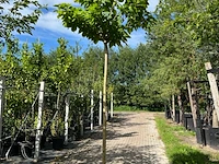 2x trompetboom, catalpa 'nana', bolboom, ca. 210 cm stamhoogte