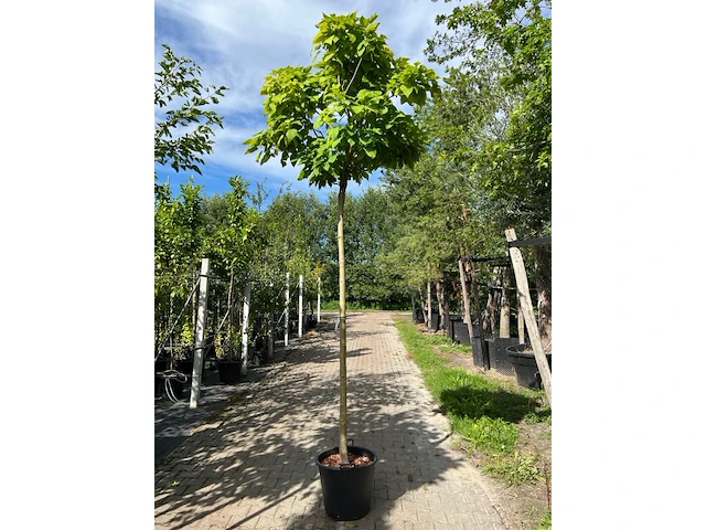 2x trompetboom, catalpa 'nana', bolboom, ca. 210 cm stamhoogte - afbeelding 2 van  2