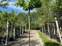 2x trompetboom, catalpa 'nana', bolboom, ca. 210 cm stamhoogte - afbeelding 2 van  2
