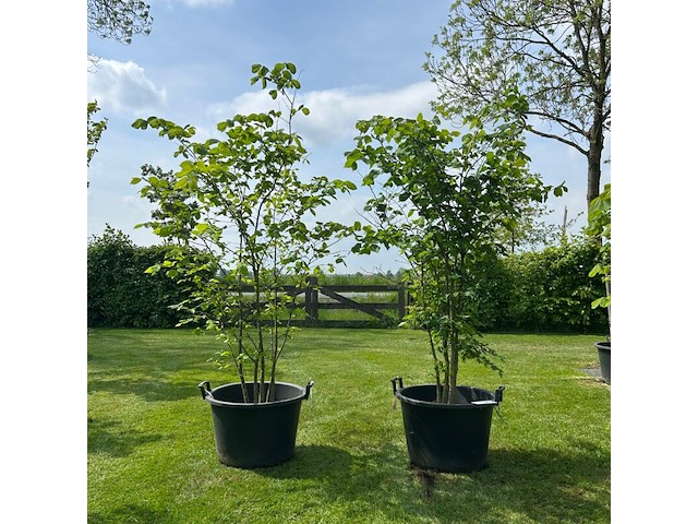 2x ulmus leavis (fladderiep) - afbeelding 1 van  2